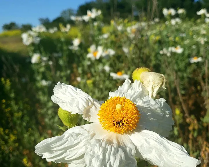 Some of the beautiful Matilija poppies nearby!