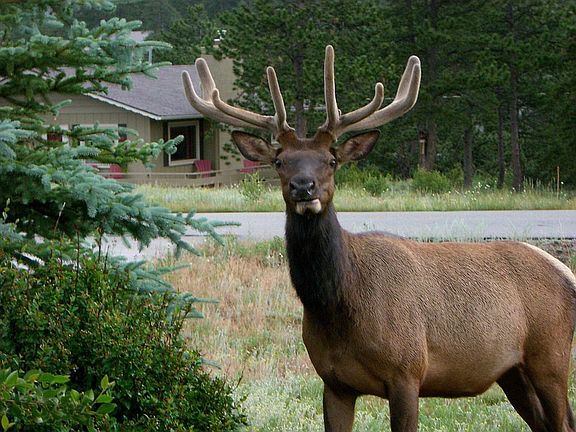 Elk in the front yard