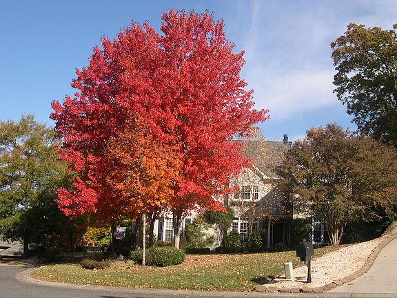 Maples in front of house