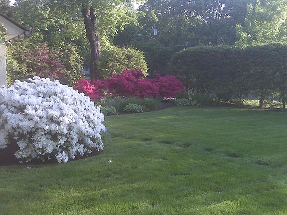 Back yard