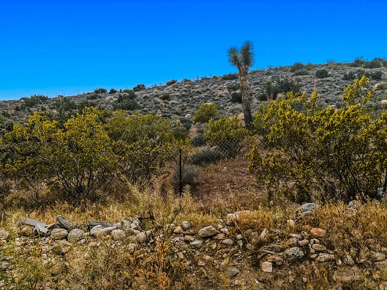 Blue Coyote — Photo 29