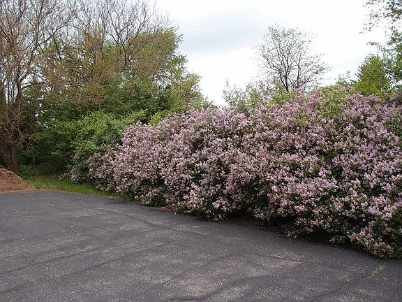 Lilacs grace the driveway.