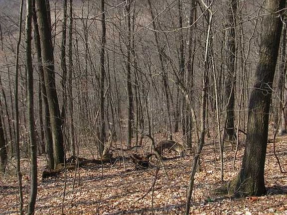 5th image of 336 Hillville