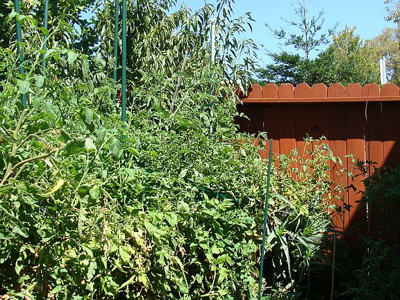 Healthy tomoato plants and lots of fruit trees