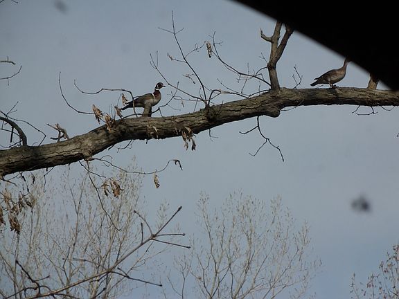 WOOD DUCKS IN OUR TREE