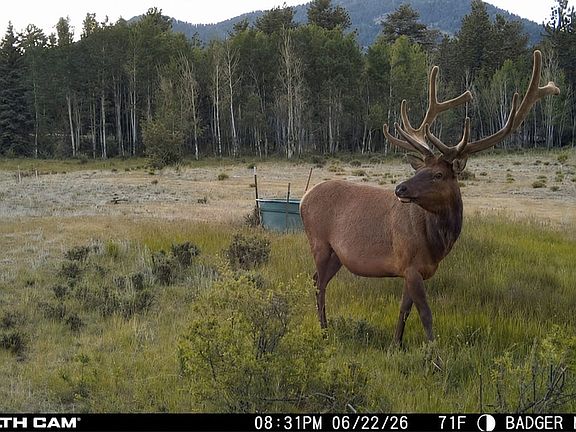Summer Trail Camera Highlight 25