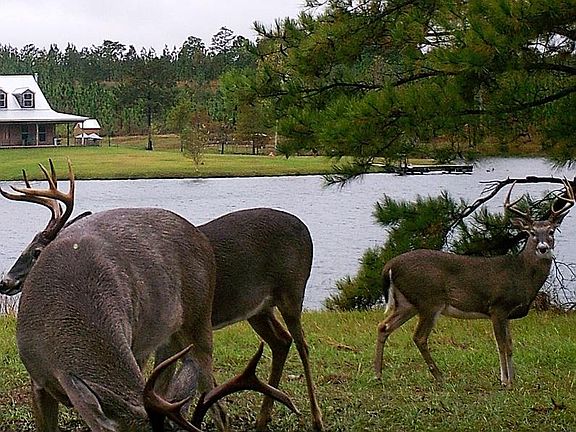 buck feeding time at lake