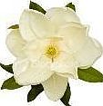 Magnolia_07182014