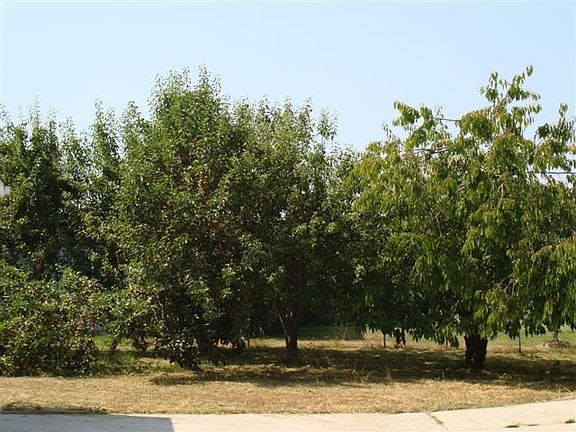 Fruit Trees in Back