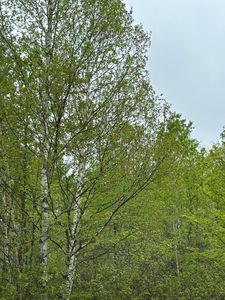 Kelly Fire Ln Lot 2, Tomahawk, WI, 54487