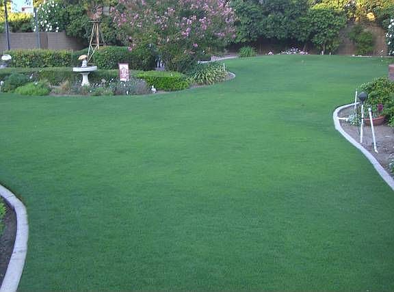 Great tifgreen grass