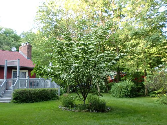 Backyard Dogwood Tree