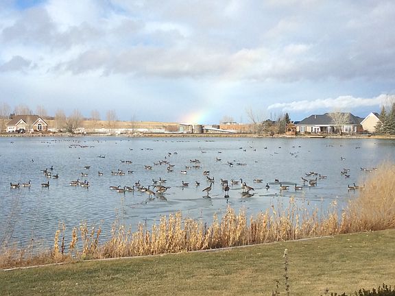 Nat Geo wildlife on pond!