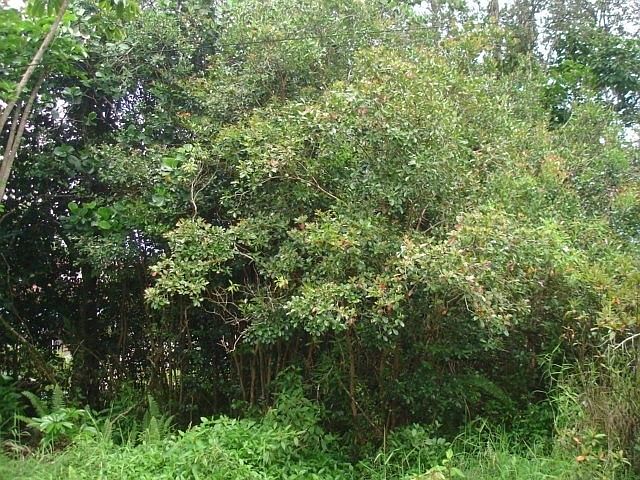 2nd image of Coconut Dr Lot 33