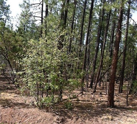4th image of Tbd W Pine Village Ln