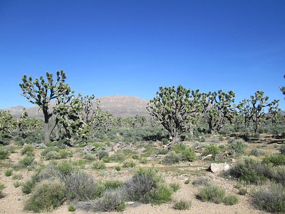 3rd image of 26542 Palo Christi And 26541 Cholla
