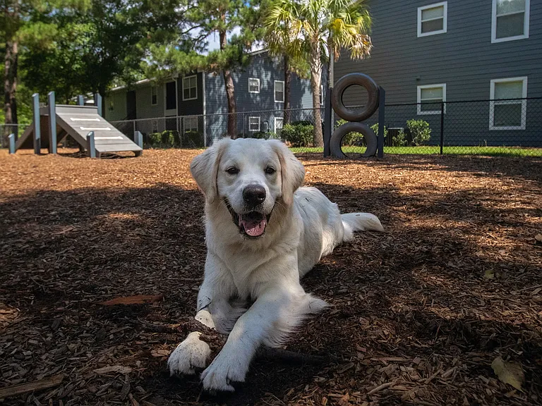 Treat your furry friend to a day of joy at Emerson Isles' Bark Park!