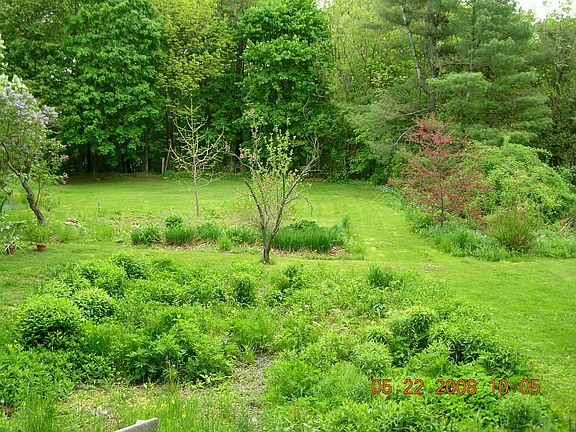 back yard/garden