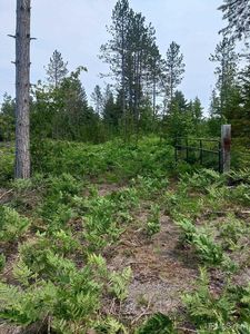 Buckhaven Trl, Newberry, MI, 49868