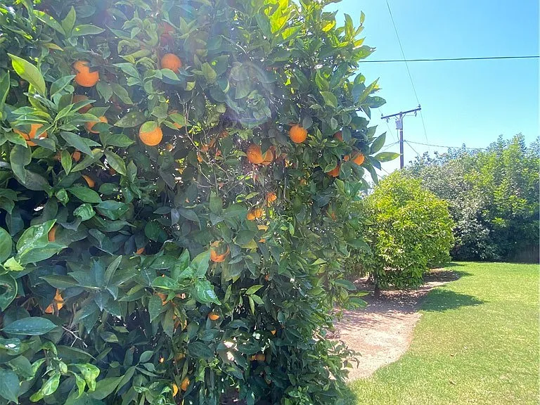 700 E Orangewood Dr — Photo 15