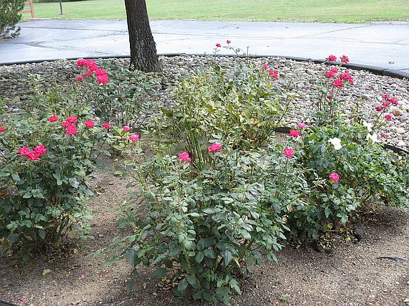 Flowers outside of building