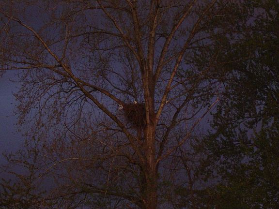 View of Bald Eagles 100ft from Front Door