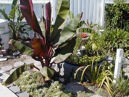 Bubbling pond surrounded by lush tropical foliage