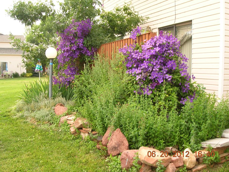 Oregano and spearmint grow that tall every year. And the Clematis climbs both sides
