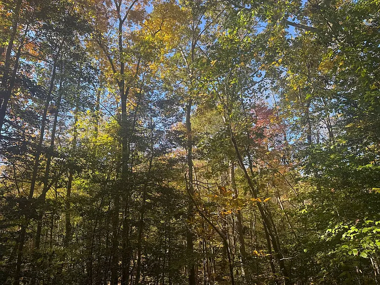 5605 Leslie Faye Overlook — Photo 10