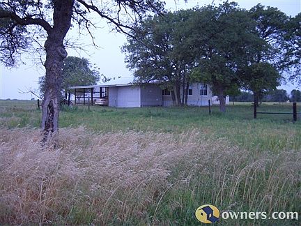 oak trees