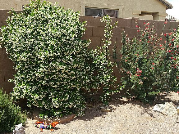 Jasmine in bloom