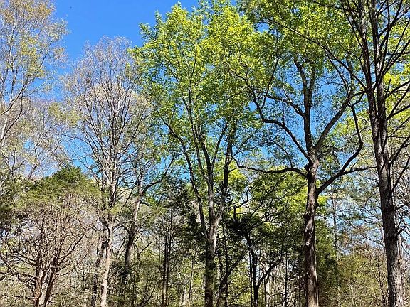 5th image of 515 Ritchie Rd