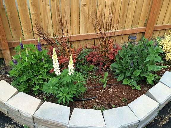 Flower garden & drip system