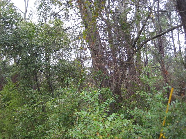 2nd image of Pinecrest Ave