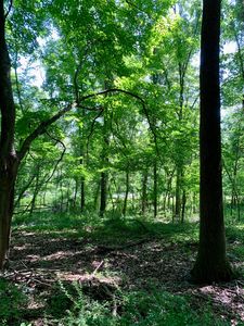 Albion Rd, Concord, MI, 49237