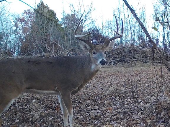 5th image of 187 Rudolph Chandler Rd