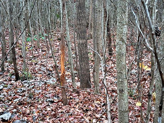5th image of 1215 Sandy Run Cir