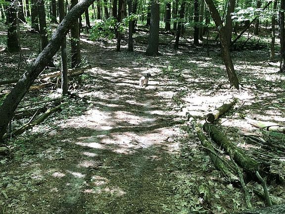 5th image of Lt1 FAWN LANE