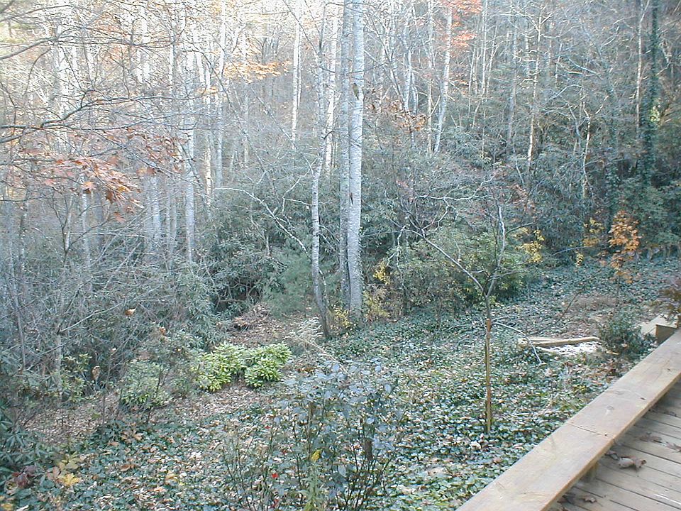 Back yard . There are woods behind the house, and abundant wildlife