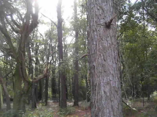 18125 Wright Blvd, Fairhope, AL 36532