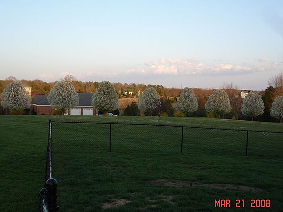 Back yard
