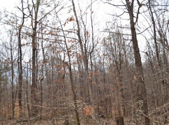 4th image of 87/AC Boles Rd