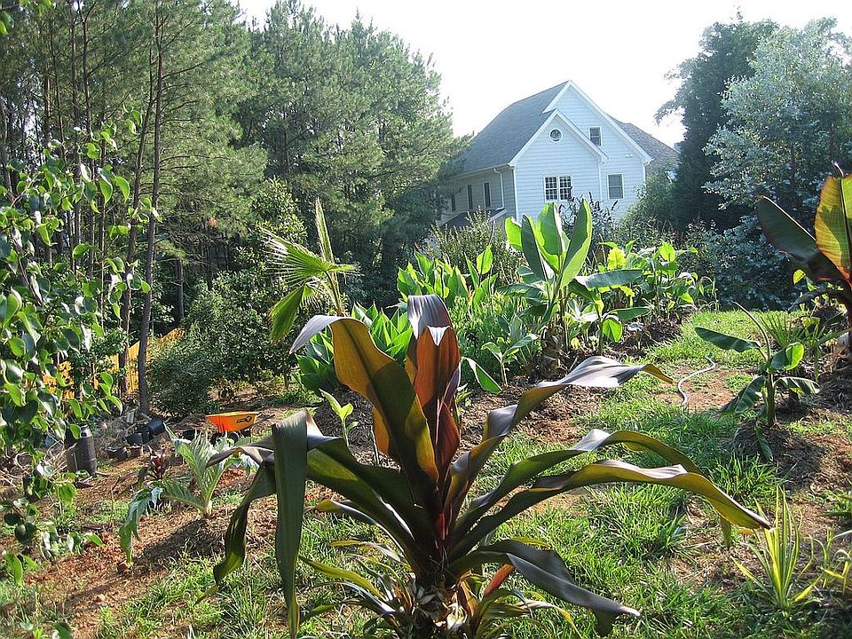 Sub Tropical Garden in backyard