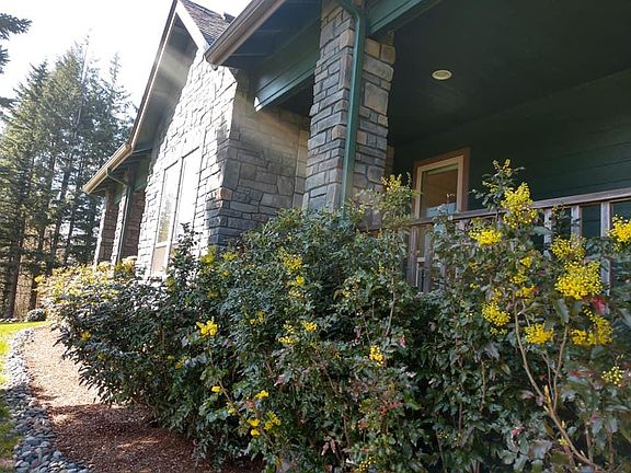 Native Oregon Grape hedge