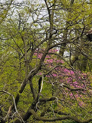 Rented by Jade Stone Real Estate Consulting | media 8