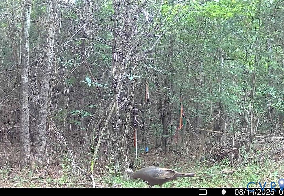 1st image of N/a Doswell Town Rd