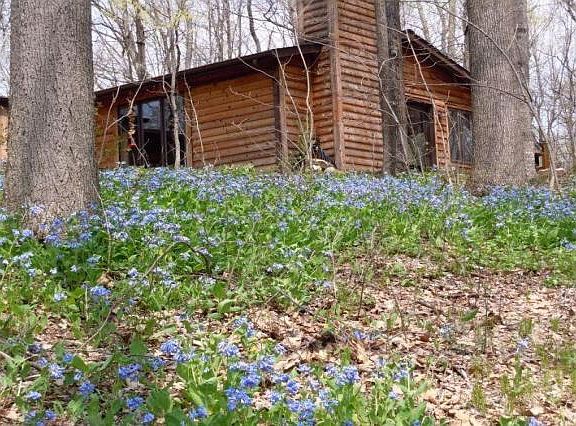 Spring wild flowers