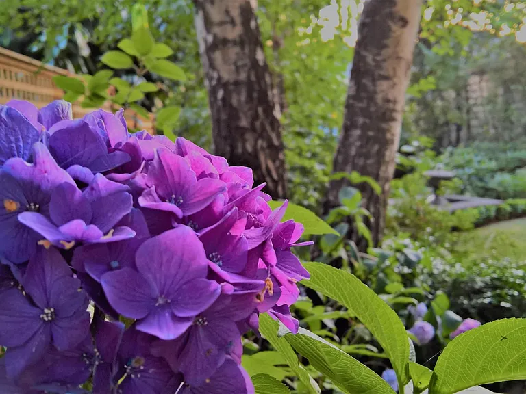 Hydrangeas and other lush foliage surround the property.