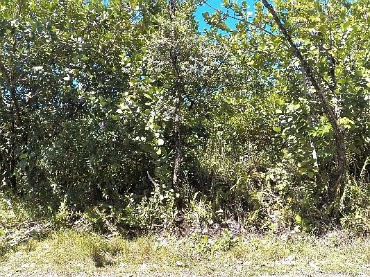3rd image of 1st Ave Lot 2924