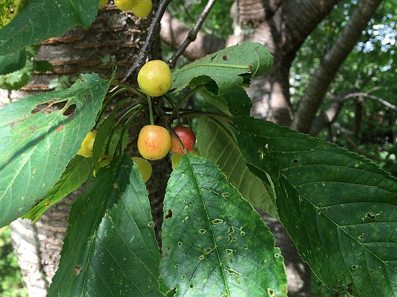 Cherry Tree in Front Yard